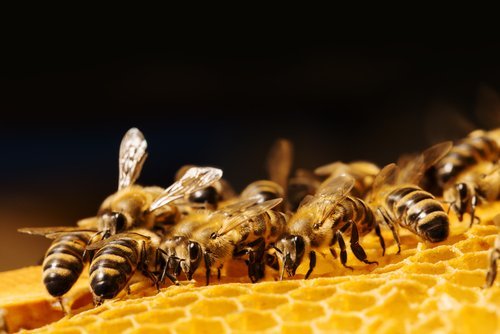 Geleia real das abelhas