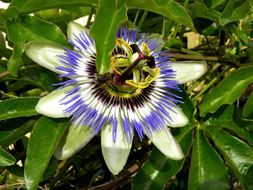 Passiflora, uma planta conhecida por seu efeito sedativo