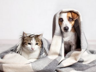 Como limpar a casa se tiver animais de estimação