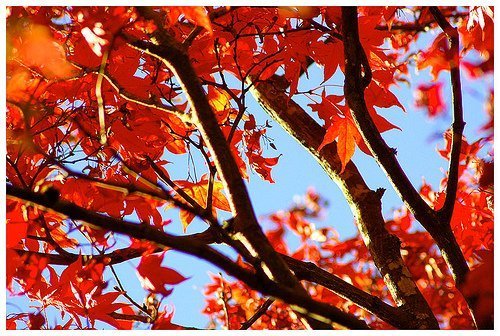A cor das folhas das árvores é um bom complemento para o casamento em outono