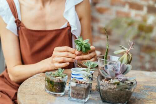Dicas para criar um mini jardim