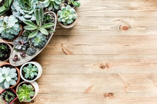 Dicas para criar um mini jardim