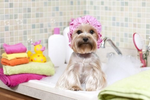 Depois de dar banho no mascote é recomendável limpar a casa