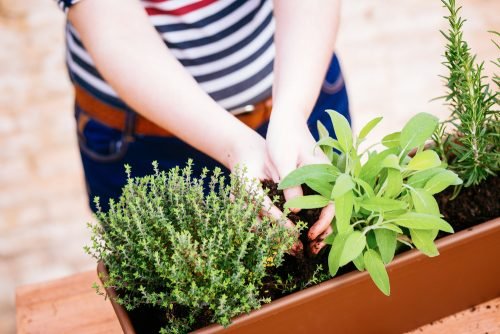 Mini jardim ou horta?