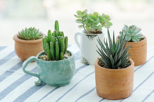 Pode reutilizar utensílios velhos fazendo vasos para plantas