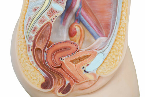 Partes internas do sistema reprodutor feminino