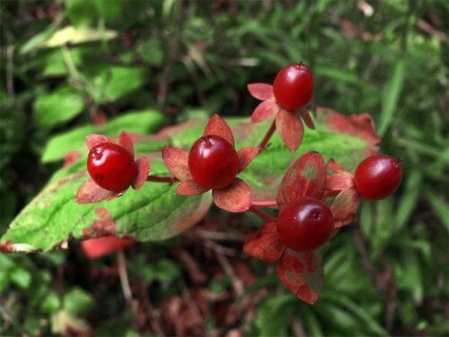 Como cultivar mirtilos