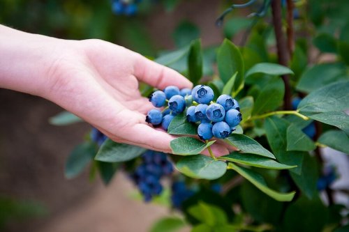 Como cultivar mirtilos em casa de uma maneira fácil