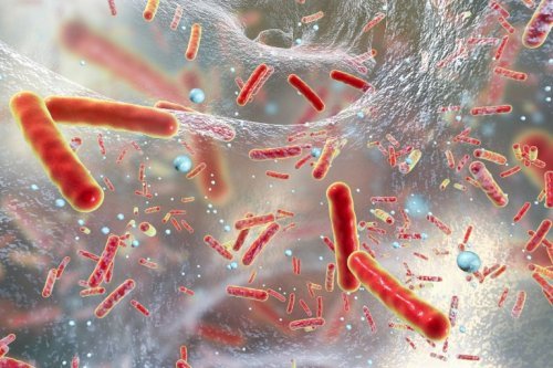 Bactérias da peste pulmonar