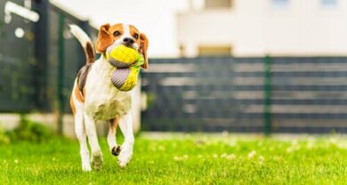 Aprenda a fazer acessórios para seus animais de estimação