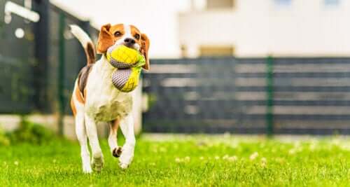 Aprenda a fazer acessórios para seus animais de estimação