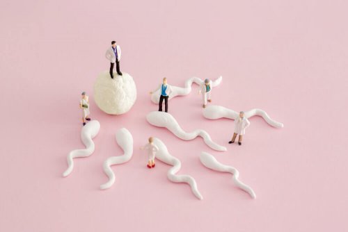 Conhecer os dias férteis permitirá conhecer mais sobre a fecundação