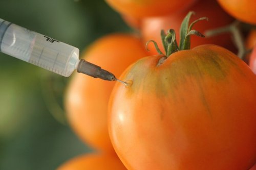 Alimentos transgênicos podem ser cancerígenos