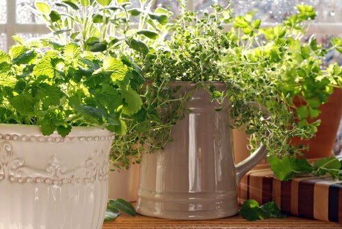 Planta de tomilho
