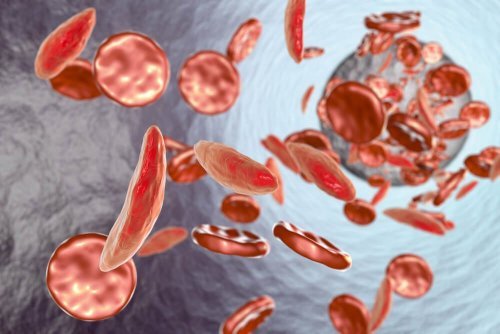 A falta de glóbulos vermelhos provoca anemia