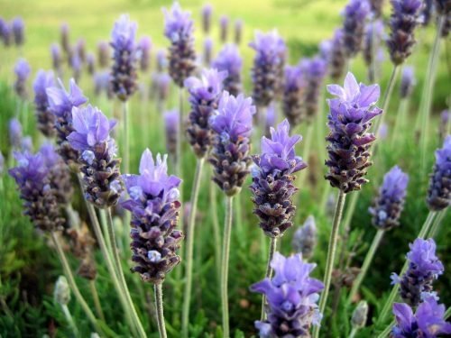 Plantas aromáticas para um jardim pequeno: lavanda