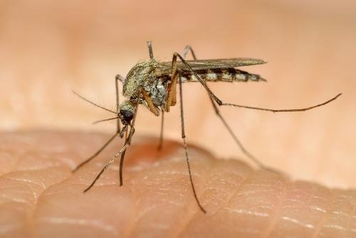 Fenistil contra picada de mosquito