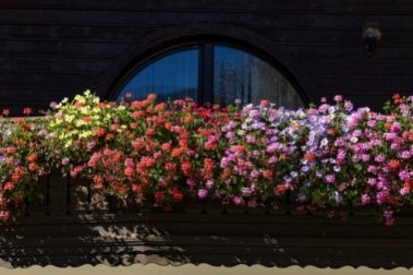 Plantas aromáticas para um jardim pequeno