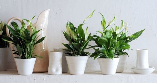 Dicas básicas para cuidar das plantas de interior