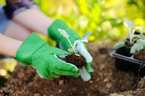 Aspectos a levar em conta para transplantar uma planta