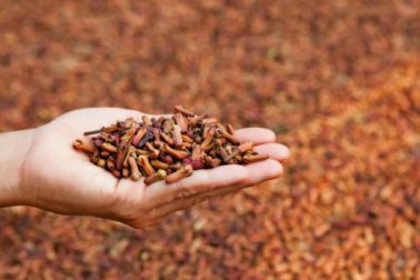 5 usos medicinais do cravo de cheiro