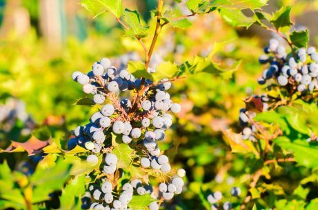 Tratamentos herbais tópicos para a psoríase: uva