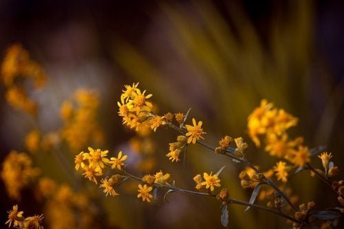 Arnica