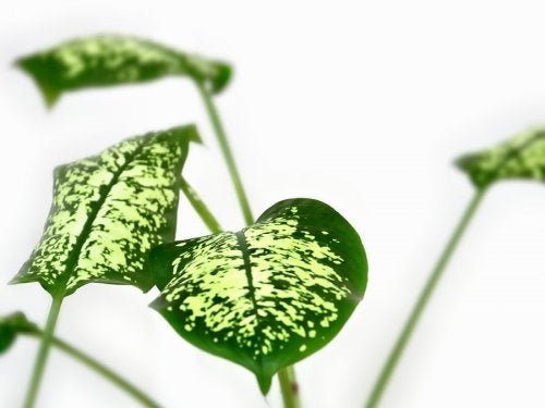 Diffenbachia planta