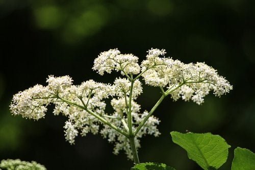 Flor de sabugueiro
