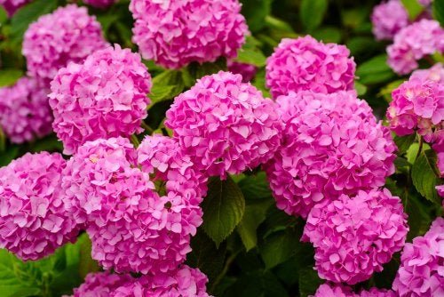 Hortênsia