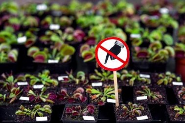 7 plantas perigosas que você não deve ter em casa