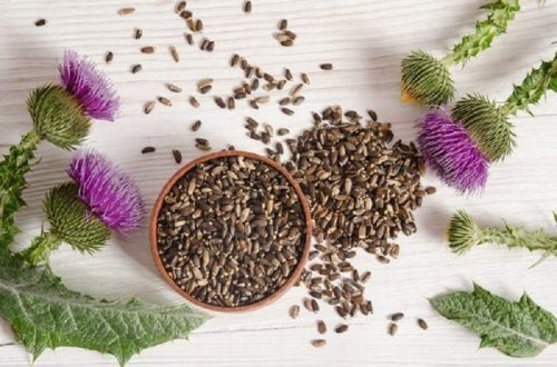 3 remédios naturais para a colecistite ou inflamação da vesícula biliar: cardo mariano