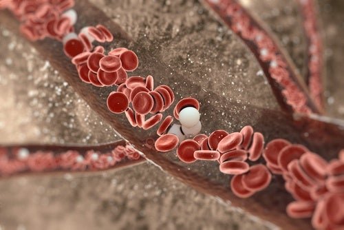Circulação pela aorta