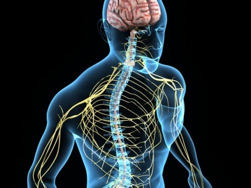 Funções do sistema nervoso prejudicadas ausam tremor essencial