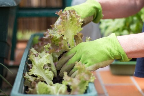 Como fazer uma horta urbana com pouco espaço