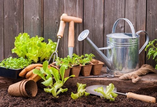 Como preparar sua horta urbana