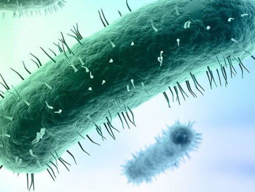 Mycoplasma-genitalium