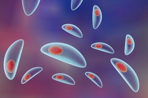 Toxoplasma gondii
