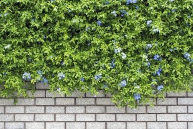 Como cultivar uma trepadeira sem prejudicar o seu jardim