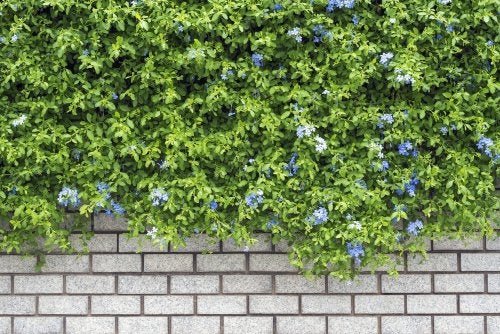 Como cultivar uma trepadeira sem prejudicar o seu jardim