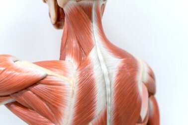 Anatomia dos músculos das costas