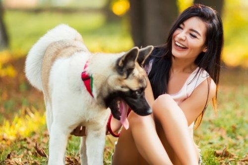 Os animais precisam de atenção