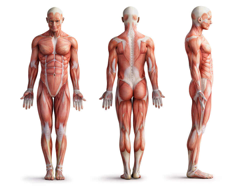 Anatomia dos músculos das costas