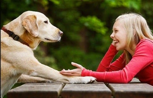 O cachorro pode ser um animal de estimação ideal