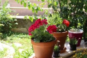 Flores de verão: 6 opções para o seu jardim - Melhor Com Saúde