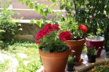 Flores de verão: 6 opções para o seu jardim