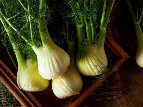 Infusões para a anemia: Infusão de funcho Funcho para anemia