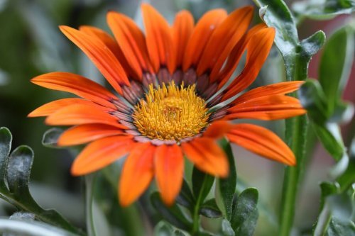 As flores da gazânia