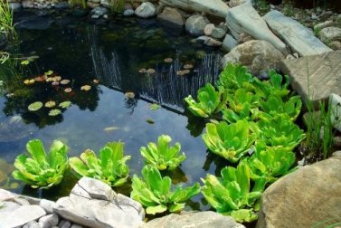 3 maneiras diferentes de ter um lago artificial em casa