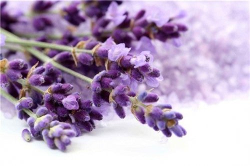 Lavanda para preparar geleia